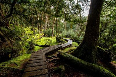 Wanderweg im Cradle Mountain Nationalpark
